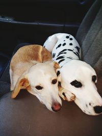 Portrait of a dog resting