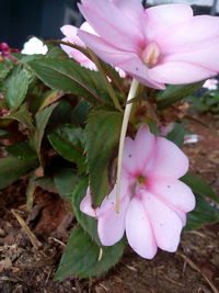 Close-up of pink flowers