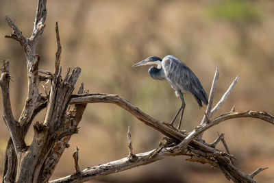 Grey heron on