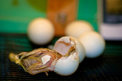 Close-up of a bird on the table