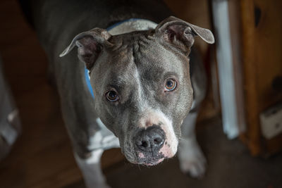 Close up of a pitbull looking at you with selective focus