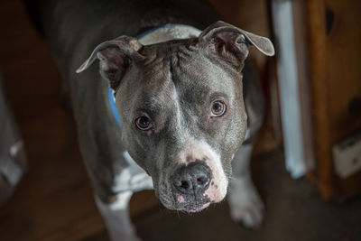 Close-up portrait of dog