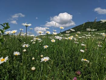 Scenic view of flowering plants on field against sky