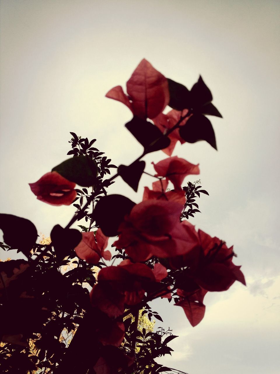 low angle view, flower, red, sky, clear sky, growth, freshness, fragility, beauty in nature, nature, tree, day, branch, no people, outdoors, leaf, petal, high section, blossom, stem