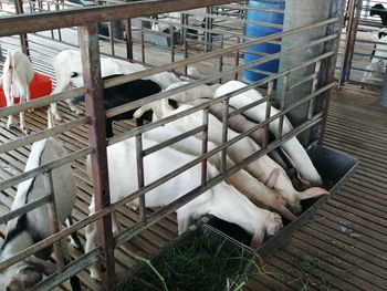 High angle view of dog sleeping in cage