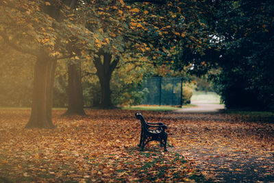 Bench in the park