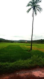 Scenic view of agricultural field against clear sky