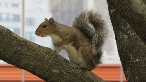 Squirrel on tree trunk