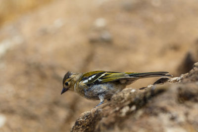 Close-up of bird perching outdoors