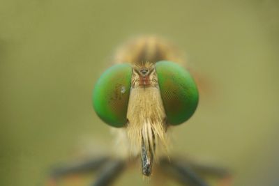 Close-up of caterpillar on leaf