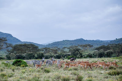 View of horses on field against sky