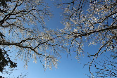 Low angle view of tree against clear sky