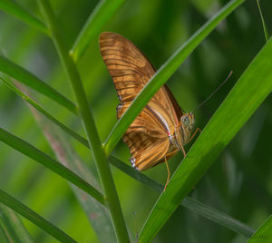 Butterfly on leaf