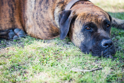 Close-up of boxer lying on grass