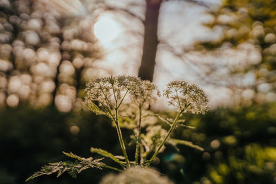 Close-up of wilted flowering plant