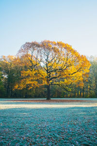 Scenic view of autumn trees against clear sky