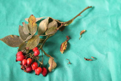 High angle view of fruits and leaves on plant