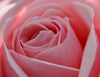 Close-up of pink rose