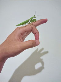 Midsection of person holding leaf against white background