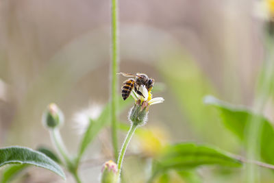 Close-up of bee pollinating on flower