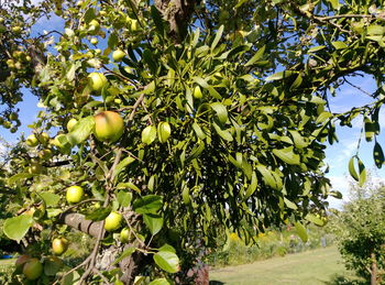 Fruits growing on tree