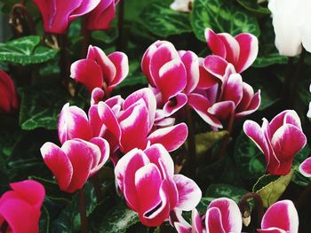 Close-up of pink flowers