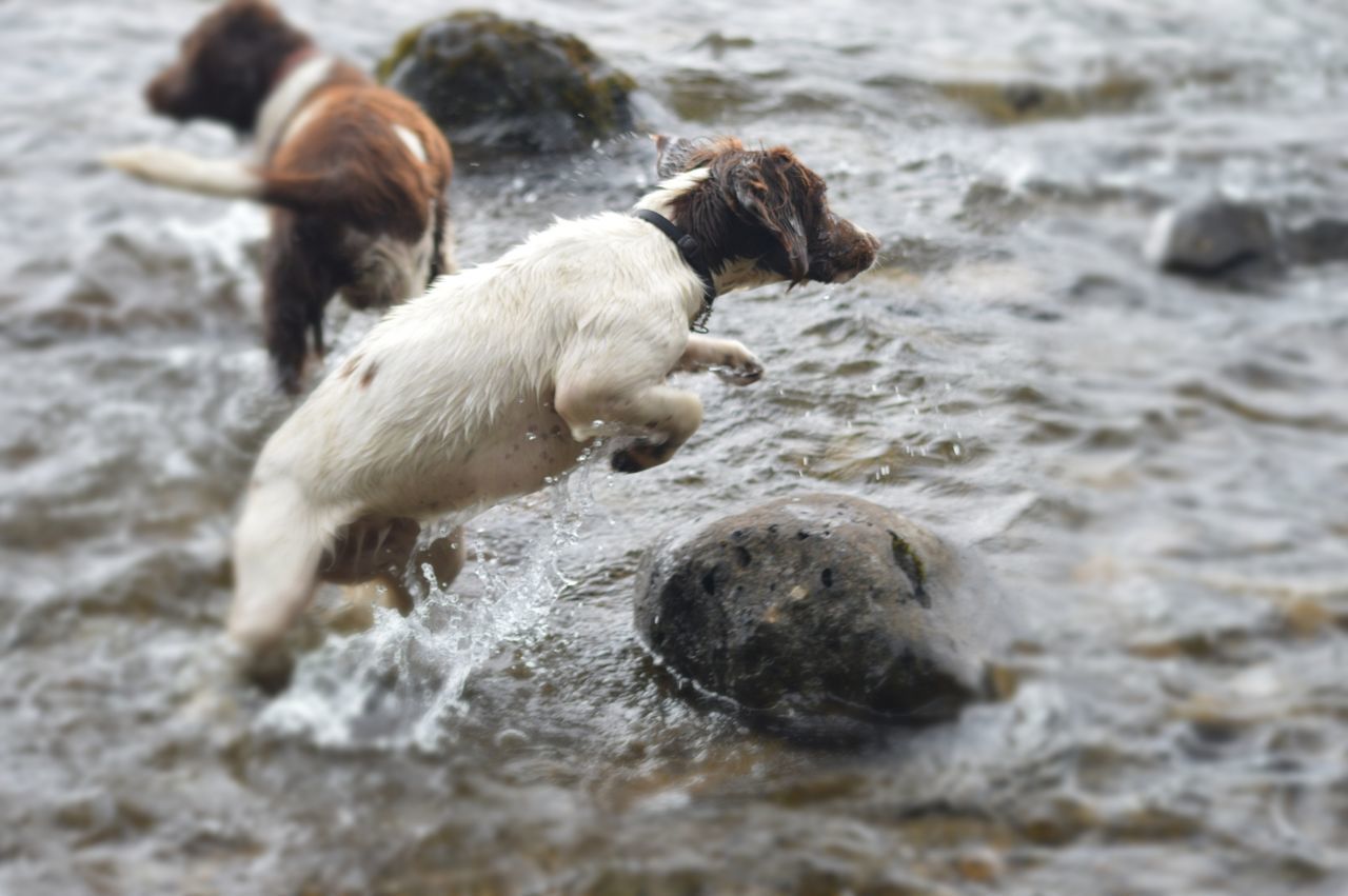 DOG ON WATER