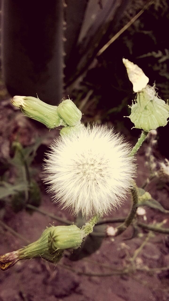 growth, flower, fragility, close-up, plant, freshness, focus on foreground, nature, flower head, single flower, leaf, beauty in nature, dandelion, stem, white color, uncultivated, botany, softness, selective focus, green color