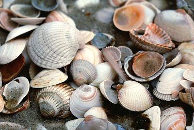 Close-up of shells