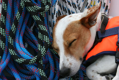 Close-up of dog sleeping on ropes in boat