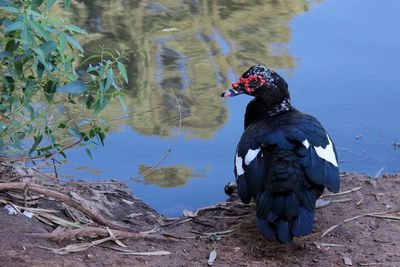 View of a bird on lakeshore