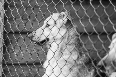 Close-up of chainlink fence in cage