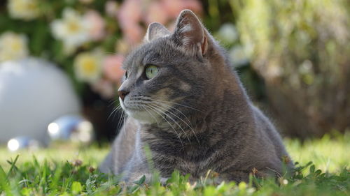 Close-up of a cat looking away