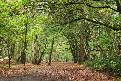 Trees in forest during autumn