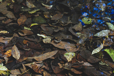 High angle view of dry leaves on field