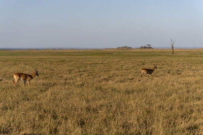 Impala in a field
