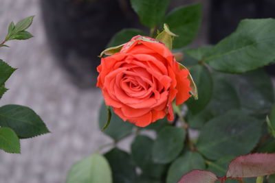 Close-up of red rose