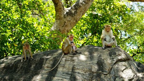 Monkeys watching