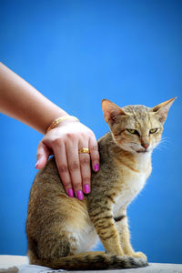 Low section of woman hand with cat