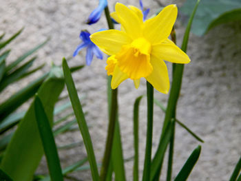 Close-up of yellow flowering plant