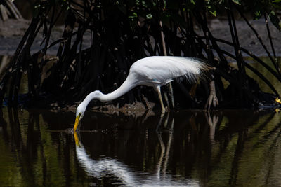 View of birds in lake