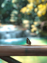 Close-up of insect on railing