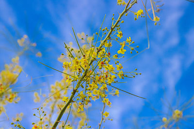 Low angle view of flowering plant against blue sky