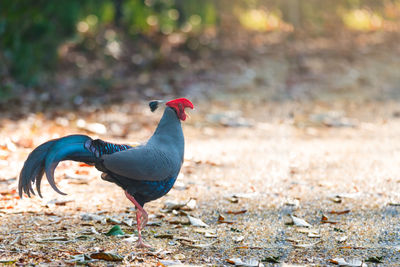 Close-up of bird on field