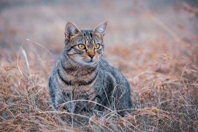 Single tabby cat hiding in the fields