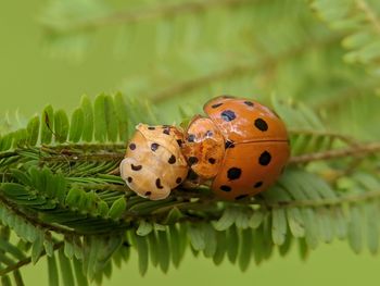 Close-up of ladybug on plant