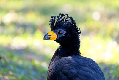 Close-up of a bird