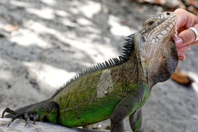 Close-up of lizard
