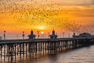 Starling murmuration at sunset