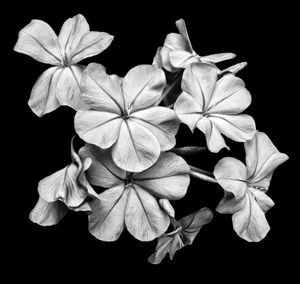 High angle view of plumbago flowers against black background